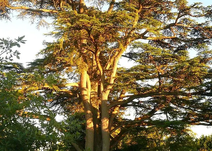 Bed & Breakfast Chartreuse De Dane